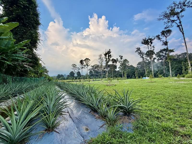 Tanah Pertanian untuk Dijual di Batang Kali (Rawang) - H.K Ching - Garden - PropertyGuru.com.my