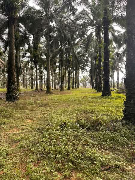 Tanah Pertanian untuk Disewa di Kota Tinggi (Johor) - Jack Wong - Exterior - PropertyGuru.com.my