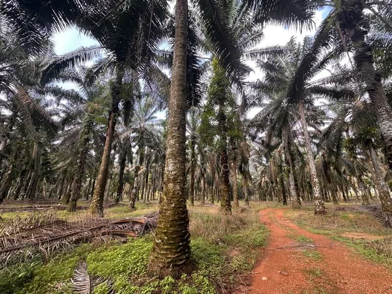 Tanah Pertanian untuk Disewa di Kota Tinggi (Johor) - Jack Wong - Exterior - PropertyGuru.com.my