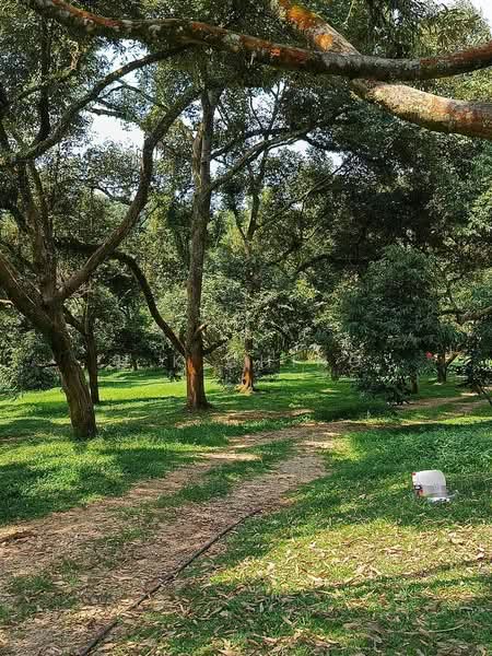 Agricultural Land for Sale in Melaka (Melaka City) - H.K Ching - PropertyGuru.com.my