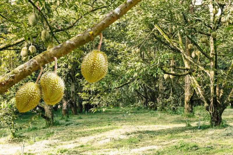 Agricultural Land for Sale in Melaka (Melaka City) - H.K Ching - PropertyGuru.com.my