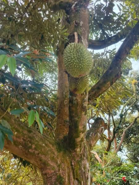 Agricultural Land for Sale in Melaka (Melaka City) - H.K Ching - PropertyGuru.com.my