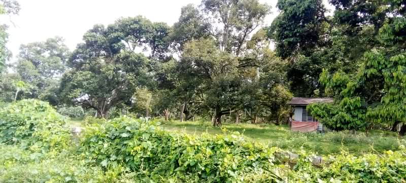 Agricultural Land for Sale in Melaka (Melaka City) - H.K Ching - PropertyGuru.com.my