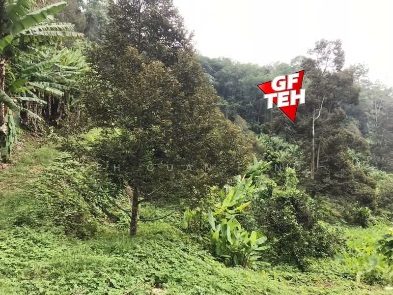 Agricultural Land for Sale in Kuala Kangsar (Perak) - Teh Guan Fong - Garden - PropertyGuru.com.my