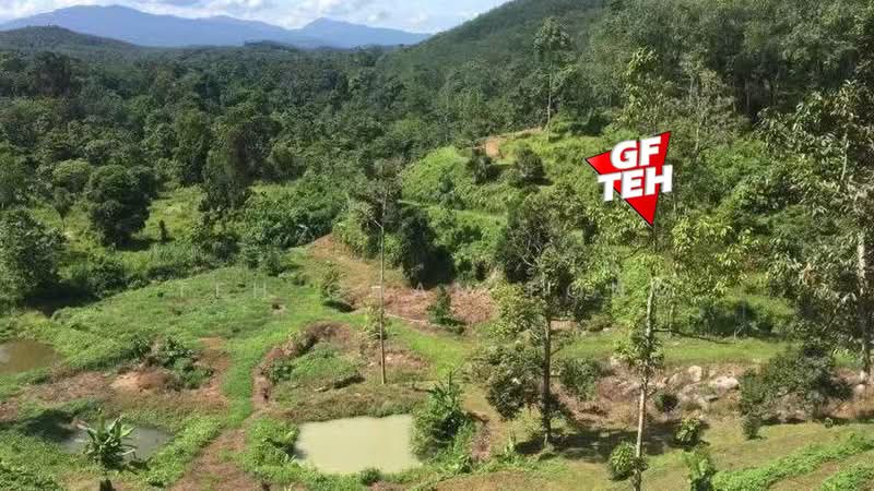Agricultural Land for Sale in Kuala Kangsar (Perak) - Teh Guan Fong - Garden - PropertyGuru.com.my
