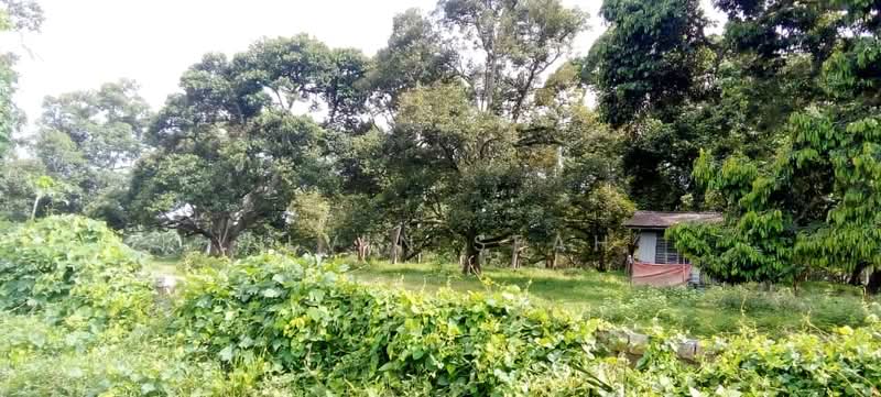 Agricultural Land for Sale in Bemban (Melaka) - Alvin Seah - Exterior - PropertyGuru.com.my