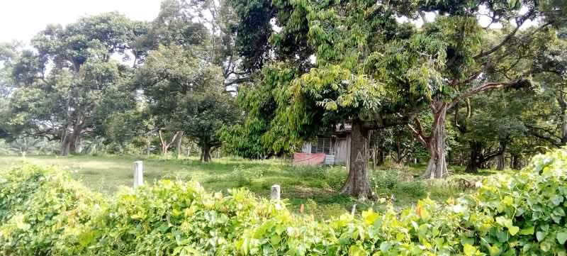 Agricultural Land for Sale in Bemban (Melaka) - Alvin Seah - Exterior - PropertyGuru.com.my
