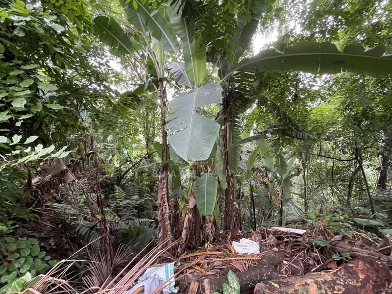 Tanah Kediaman untuk Dijual di Bukit Gasing (Petaling Jaya) - Mohd Aizat Saiful Bahri - Garden - PropertyGuru.com.my