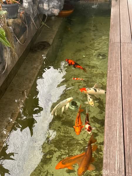 2-storey Terraced House for Sale in Sunway Iskandar (Iskandar Puteri (Nusajaya)) - Kok Hui - Garden - PropertyGuru.com.my
