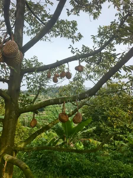 Agricultural Land for Sale in Ulu Yam (Selangor) - Ai Leen Cheong - Garden - PropertyGuru.com.my