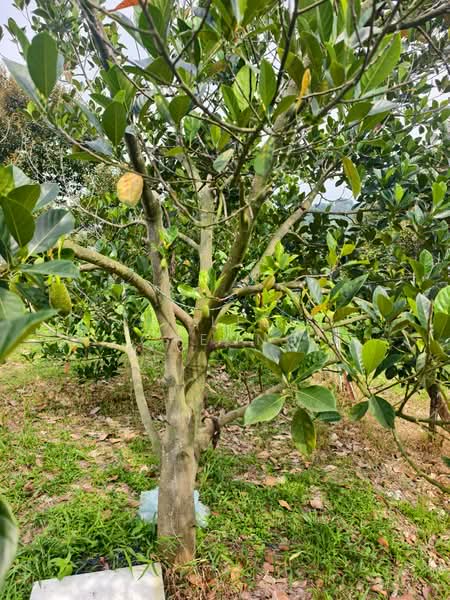 Agricultural Land for Sale in Ulu Yam (Selangor) - Ai Leen Cheong - Garden - PropertyGuru.com.my