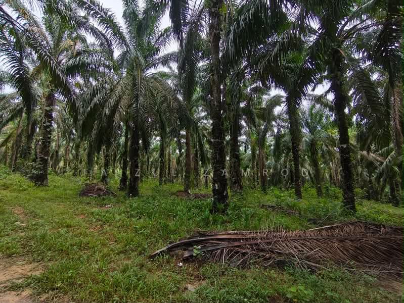 Agricultural Land for Sale in Bentong (Pahang) - Faizul Zamrod - Exterior - PropertyGuru.com.my