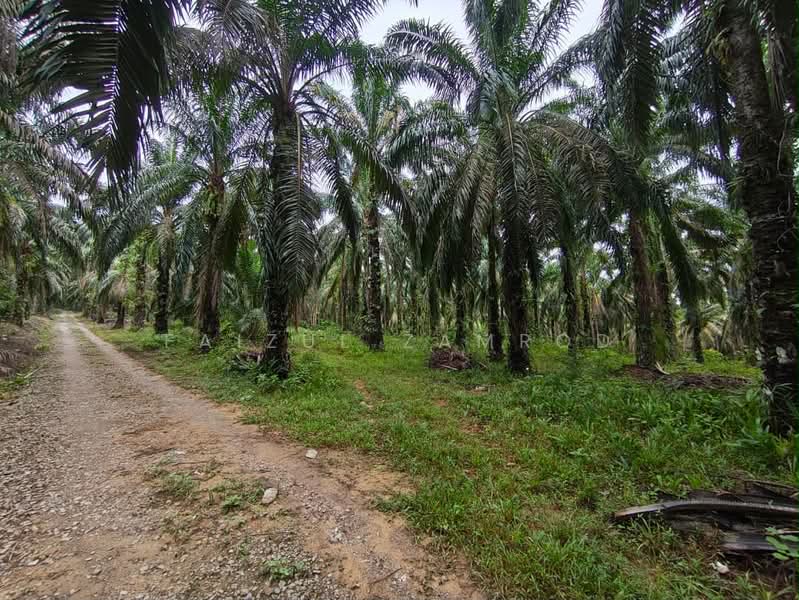 Agricultural Land for Sale in Bentong (Pahang) - Faizul Zamrod - Exterior - PropertyGuru.com.my