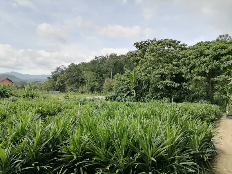 Agricultural Land for Sale in Serendah (Selangor) - Stanley Yap - Garden - PropertyGuru.com.my