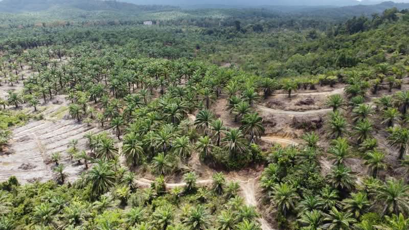 Agricultural Land for Sale in Dungun (Terengganu) - Muhd Khairulnawawi Kamaruddin - PropertyGuru.com.my
