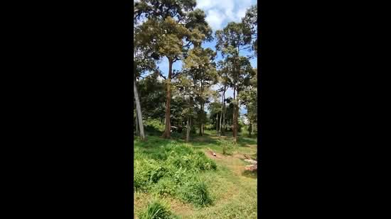 Tanah Pertanian untuk Dijual di Kampung Baru (Batang Kali) - Pek Wah Ng - PropertyGuru.com.my