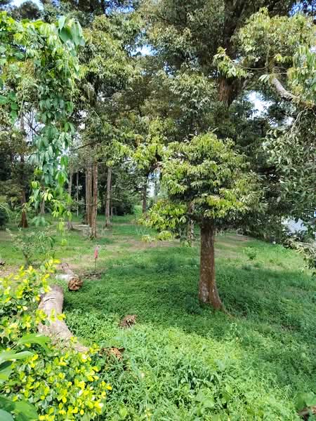 Tanah Pertanian untuk Dijual di Kampung Baru (Batang Kali) - Pek Wah Ng - PropertyGuru.com.my