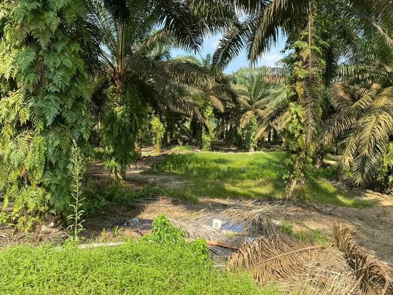 Agricultural Land for Sale in Sedenak (Johor) - Kelly Wai - Garden - PropertyGuru.com.my