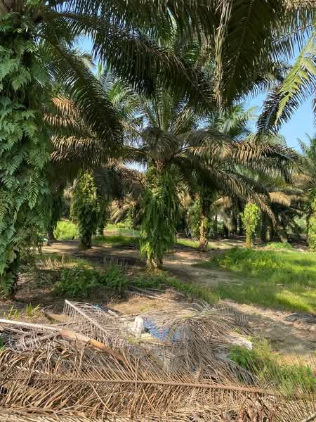 Agricultural Land for Sale in Sedenak (Johor) - Kelly Wai - Garden - PropertyGuru.com.my