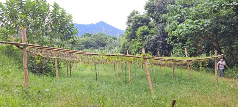 Agricultural Land for Sale in Kerling (Selangor) - Surendran Karapiah - Exterior - PropertyGuru.com.my