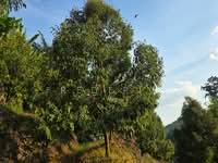 For Sale - Raub