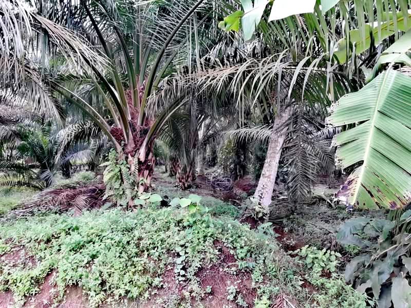 Agricultural Land for Sale in Banting (Selangor) - Wan Azemi Wan Daud - Exterior - PropertyGuru.com.my