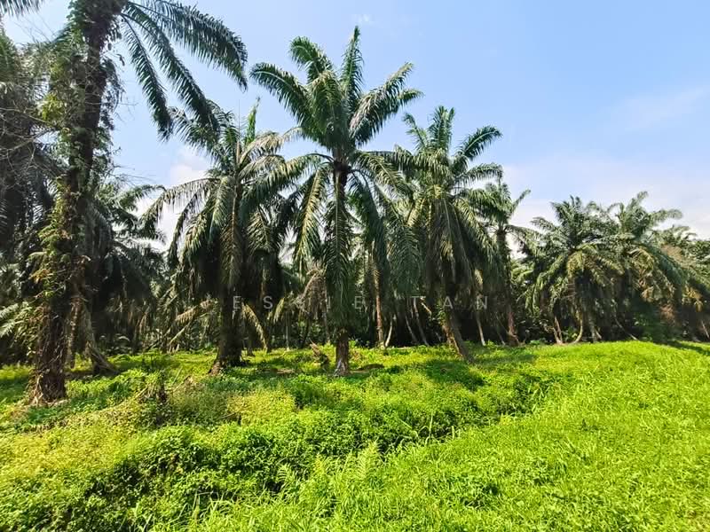 Agricultural Land for Sale in Tanjung Kupang (Iskandar Puteri (Nusajaya)) - Jessie Tan - Garden - PropertyGuru.com.my