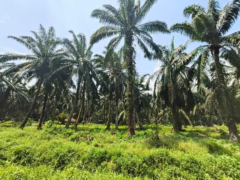 Agricultural Land for Sale in Tanjung Kupang (Iskandar Puteri (Nusajaya)) - Jessie Tan - Exterior - PropertyGuru.com.my