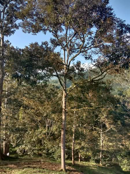 Agricultural Land for Sale in Raub (Pahang) - Alex Yap - Garden - PropertyGuru.com.my