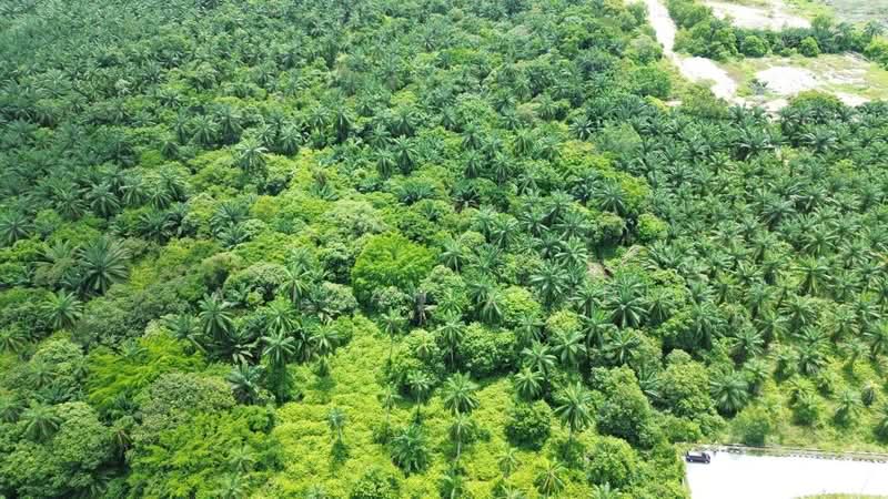 Agricultural Land for Sale in Banting (Banting) - Afiqah zaidi - PropertyGuru.com.my