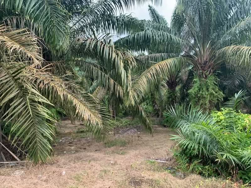 Agricultural Land for Sale in Simpang Renggam (Johor) - Kelly Wai - Garden - PropertyGuru.com.my