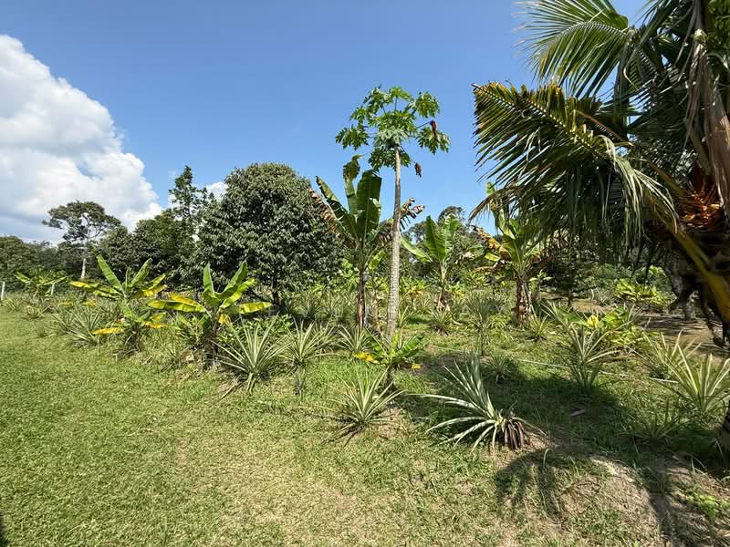 Agricultural Land for Sale in Broga (Lenggeng) - Steven Tay - Garden - PropertyGuru.com.my