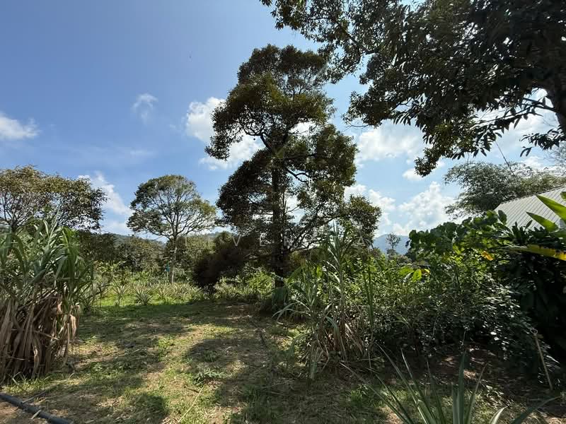 Agricultural Land for Sale in Broga (Lenggeng) - Steven Tay - Garden - PropertyGuru.com.my