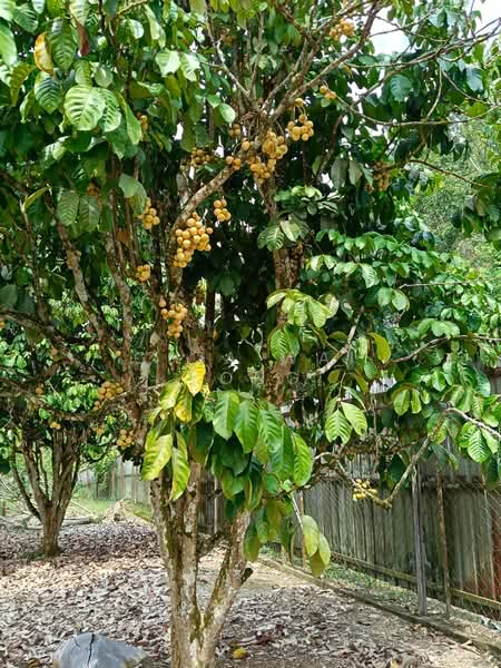 Agricultural Land for Sale in Karak (Pahang) - Chia Wai Yong - Exterior - PropertyGuru.com.my