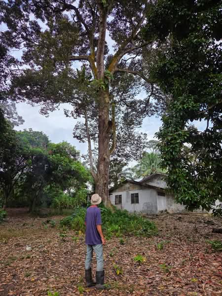 Agricultural Land for Sale in Pekan Nenas (Jeram Batu) - Ahmad Fakhruddin - PropertyGuru.com.my