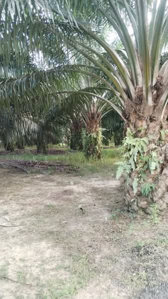 Agricultural Land for Sale in Jerantut (Pahang) - Kelly Wai - Garden - PropertyGuru.com.my
