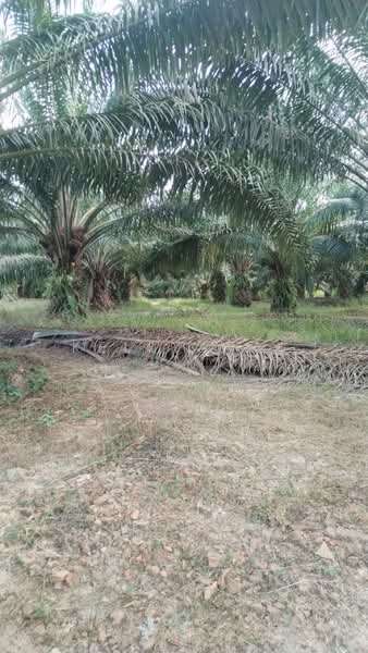 Agricultural Land for Sale in Jerantut (Pahang) - Kelly Wai - Exterior - PropertyGuru.com.my