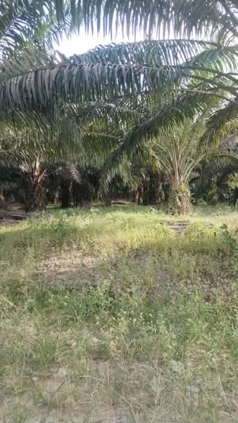 Agricultural Land for Sale in Jerantut (Pahang) - Kelly Wai - Exterior - PropertyGuru.com.my