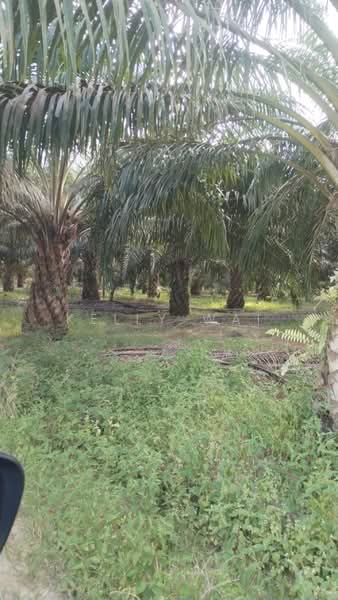 Agricultural Land for Sale in Jerantut (Pahang) - Kelly Wai - Exterior - PropertyGuru.com.my