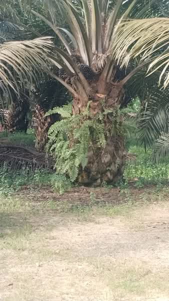 Agricultural Land for Sale in Jerantut (Pahang) - Kelly Wai - Exterior - PropertyGuru.com.my