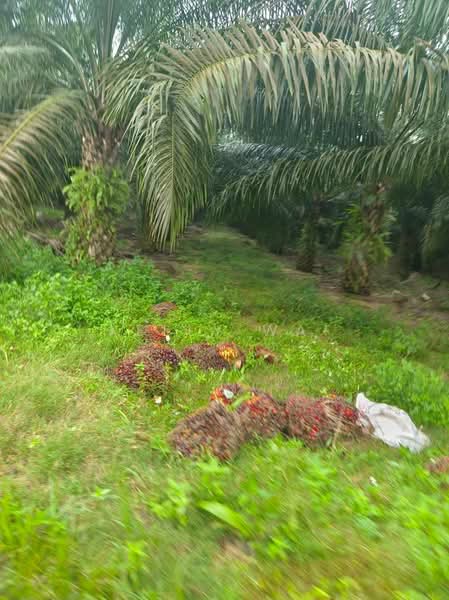 Agricultural Land for Sale in Paloh (Johor) - Kelly Wai - Garden - PropertyGuru.com.my