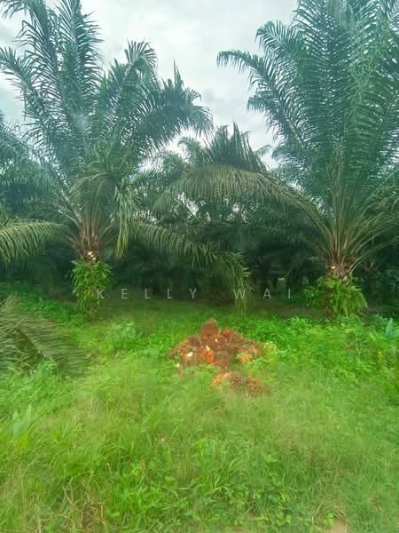 Agricultural Land for Sale in Paloh (Johor) - Kelly Wai - Garden - PropertyGuru.com.my