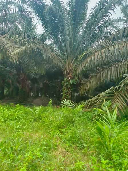 Agricultural Land for Sale in Paloh (Johor) - Kelly Wai - Garden - PropertyGuru.com.my