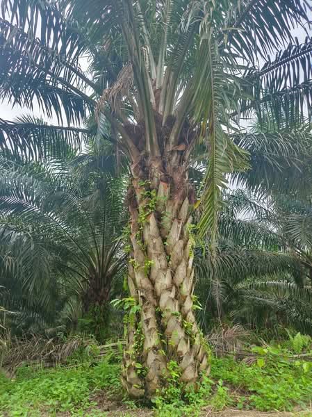 Agricultural Land for Sale in Paloh (Johor) - Kelly Wai - Exterior - PropertyGuru.com.my