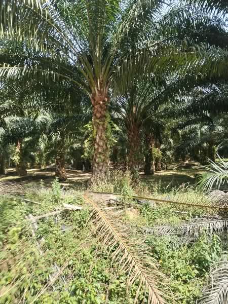 Agricultural Land for Sale in Maran (Pahang) - Kelly Wai - Exterior - PropertyGuru.com.my