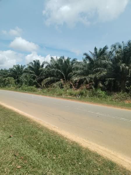 Agricultural Land for Sale in Maran (Pahang) - Kelly Wai - Exterior - PropertyGuru.com.my