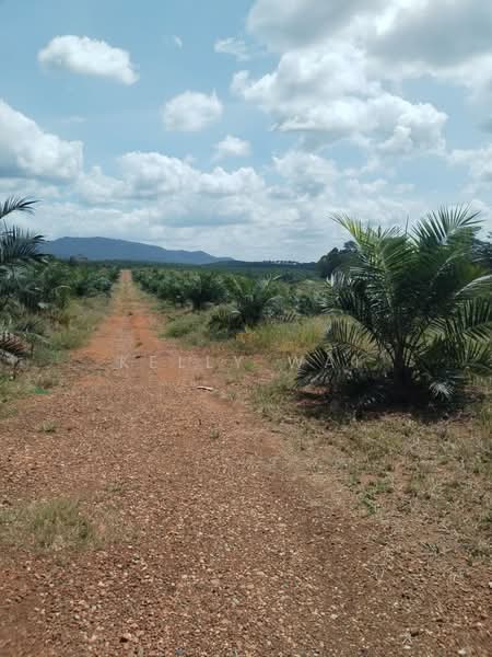 Agricultural Land for Sale in Maran (Pahang) - Kelly Wai - Exterior - PropertyGuru.com.my