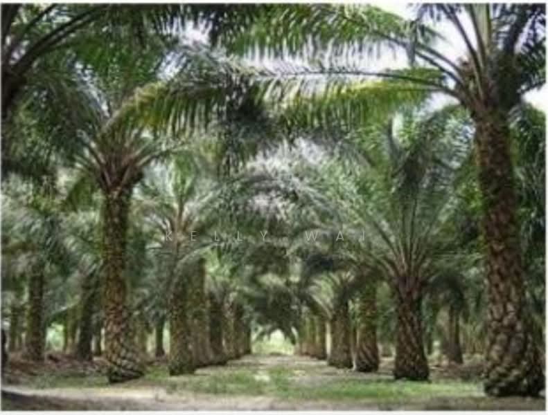 Agricultural Land for Sale in Mersing (Johor) - Kelly Wai - PropertyGuru.com.my