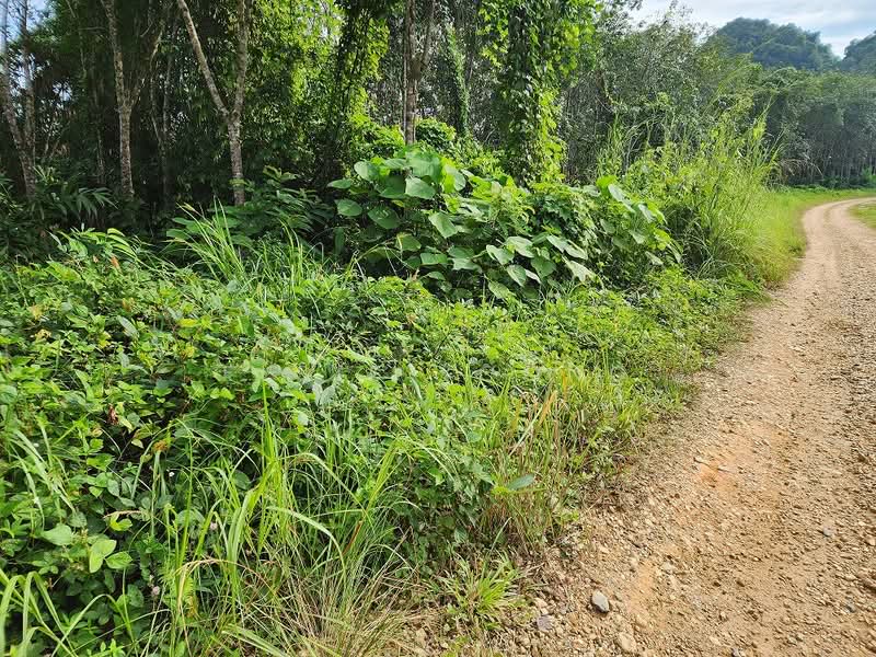 Agricultural Land for Sale in Gua Musang (Kelantan) - Elsie Yoong - Exterior - PropertyGuru.com.my