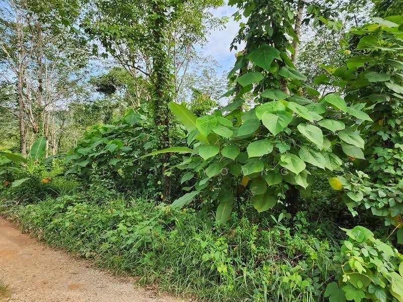 Agricultural Land for Sale in Gua Musang (Kelantan) - Elsie Yoong - Garden - PropertyGuru.com.my